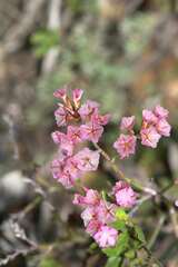 Limonium peregrinum