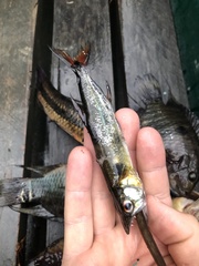 Acestrorhynchus falcatus