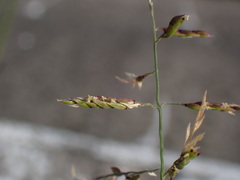 Eriochloa procera