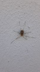Odiellus spinosus