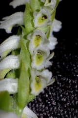 Spiranthes triloba