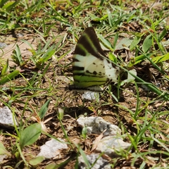 Graphium antiphates