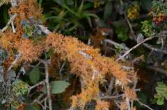 Teloschistes capensis