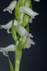 Spiranthes triloba