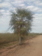 Copernicia alba