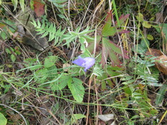 Oxytropis strobilacea
