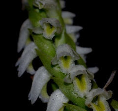 Spiranthes triloba