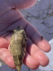 Sphoeroides maculatus