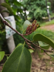 Dendrophthoe pentandra