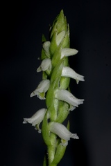 Spiranthes triloba