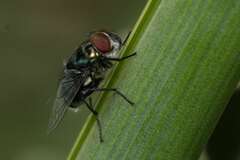 Chrysomya chloropyga