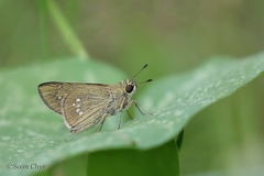 Borbo cinnara