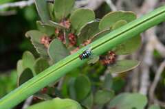 Chrysomya chloropyga