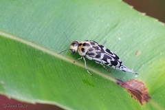 Glipa malaccana