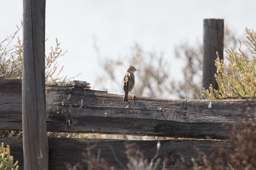 Cistícola buitrón (Cisticola juncidis)