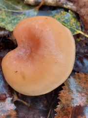 Paralepista flaccida