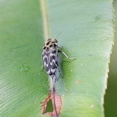 Glipa malaccana