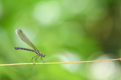 Heliocypha perforata