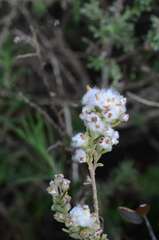 Eriocephalus