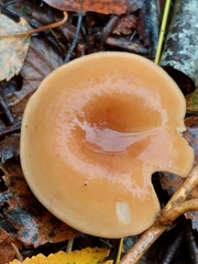 Paralepista flaccida