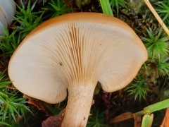 Paralepista flaccida