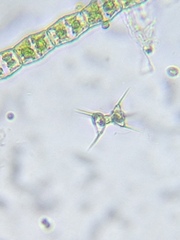 Staurodesmus cuspidatus