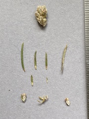 Phylica excelsa papillosa