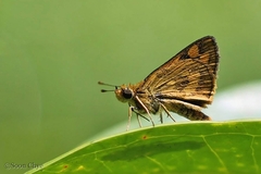 Taractrocera archias