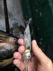 Acestrorhynchus falcatus