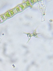 Staurodesmus cuspidatus