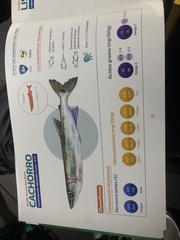 Acestrorhynchus falcatus