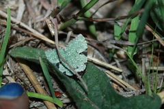 Leuconycta diphteroides