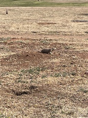 Cynomys ludovicianus