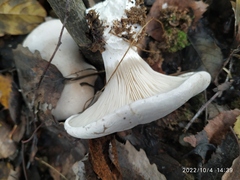 Clitopilus