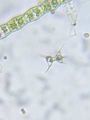 Staurodesmus cuspidatus