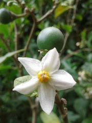 Solanum oblongifolium