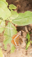 Lebadea martha martha