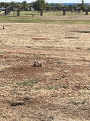 Cynomys ludovicianus