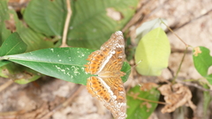 Lebadea martha martha