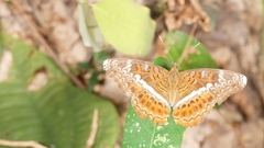 Lebadea martha martha