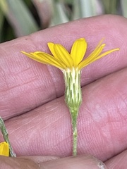Pityopsis aspera