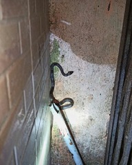 Lycodon travancoricus