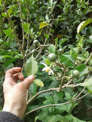 Solanum oblongifolium