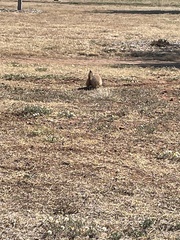 Cynomys ludovicianus