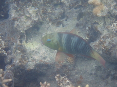 Chlorurus bleekeri