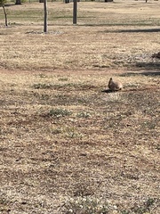 Cynomys ludovicianus