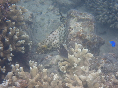 Epinephelus