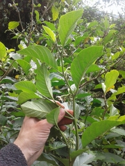 Solanum oblongifolium