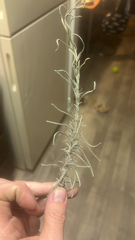 Artemisia filifolia