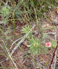 Indigofera verrucosa